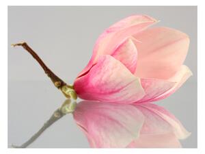 Fototapeta - Osamelý kvet magnólie