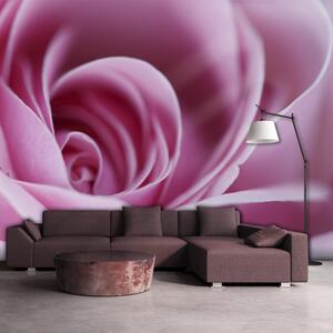 Fototapeta - Ružová ruža + zadarmo lepidlo - 200x154