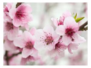 Fototapeta - Jarný, kvitnúci strom - ružové kvety