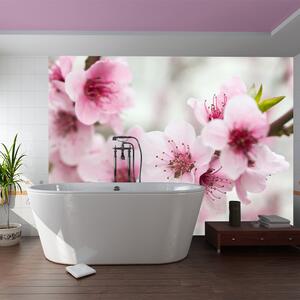 Fototapeta - Jarný, kvitnúci strom - ružové kvety + zadarmo lepidlo - 200x154