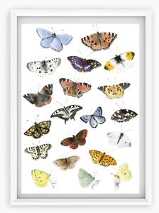 Plagát Denné Motýle A3