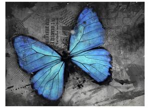 Fototapeta - Modrý motýľ