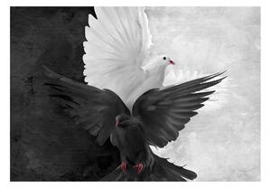 Fototapeta - Biele a čierne holuby