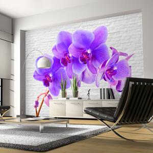 Fototapeta - Fialová orchidea II + zadarmo lepidlo - 200x140