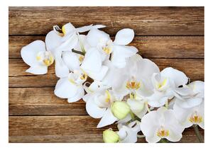 Fototapeta - Orchidey na dreve