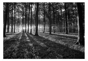 Fototapeta - Svetlo v lese