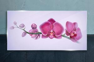 Skleneny obraz Akvarel kvetina vetva orchidea