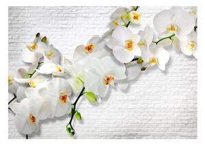 Fototapeta - Biela orchidea II + zadarmo lepidlo - 200x140