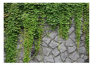 Fototapeta - Zelený múr