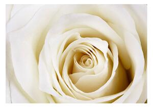 Fototapeta - Biela ruža + zadarmo lepidlo - 200x140