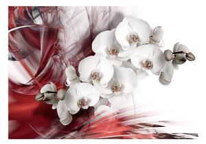 Fototapeta - Orchidea v červenej farbe