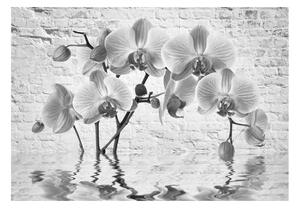 Fototapeta - Orchidea v odtieňoch sivej