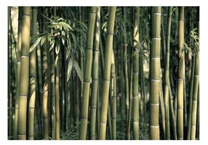 Fototapeta - Bambusová exotika