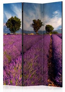 Paraván - Levanduľové polia v Provence 135x172
