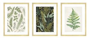 Obrazy v súprave 3 ks 30x40 cm Fern – knor