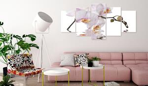 Obraz - Krásna orchidea 100x50