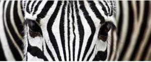 Panoramatická fototapeta - Zebra 375x150cm