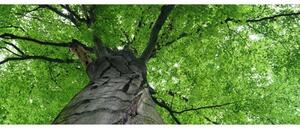 DIMEX | Panoramatická vliesová fototapeta na stenu Koruna stromu MP-2-0101 | 375 x 150 cm | šedá, zelená