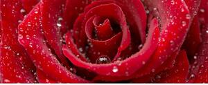 Panoramatická fototapeta - Červená ruža + zadarmo lepidlo - 375x150