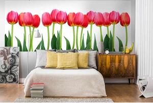 Panoramatická fototapeta - Tulipány