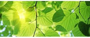 Panoramatická fototapeta - Zelené listy