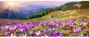 DIMEX | Panoramatická vliesová fototapeta na stenu Krókusy na jar MP-2-0064 | 375 x 150 cm | fialová, zelená, viacfarebná