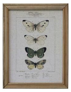 Botanický obraz v ráme Butterflies 43x33 cm