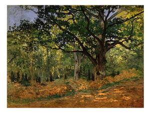 Reprodukcia obrazu Claude Monet - The Bodmer Oak, Fontainebleau Forest, 70 × 50 cm