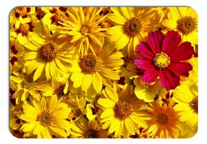 Prestieranie - 273 Kytky, Farebné kvety