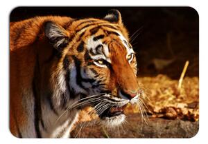 Prestieranie - 355, Tiger