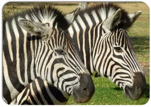 Prestieranie - 389, Zebra