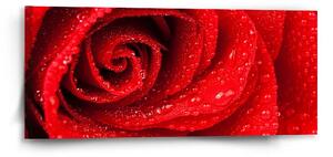 Sablio Obraz Kvet ruže - 110x50 cm