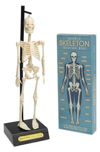 Model kostry Rex London Anatomical
