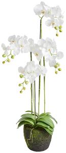 ORCHIDEA 100 cm - Kvety & kvetináče, Online Only