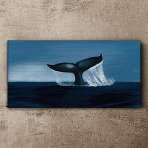Obraz Canvas Veľryba zvierat mora