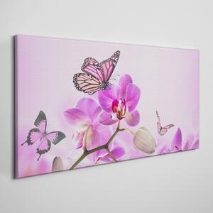 Obraz canvas Kvety prírody motýľ
