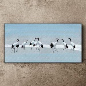 Obraz canvas zvieratá vtáky