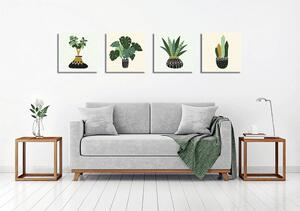 Obrazy v súprave 4 ks 30x30 cm Plants - Wallity