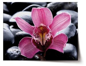 Sablio Plagát Ružová orchidea - 60x40 cm