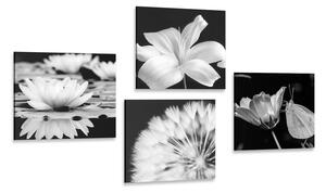 Set obrazov kvety s motýľom v čiernobielom