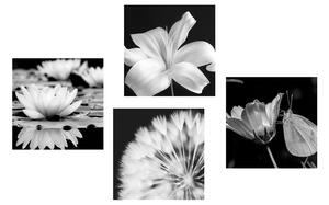 Set obrazov kvety s motýľom v čiernobielom