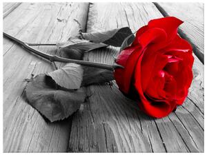 Gario Obraz na plátne Červená ruža Veľkosť: 30 x 20 cm