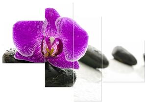 Gario 4 dielny obraz na plátne Orchidea na kameni Veľkosť: 100 x 70 cm