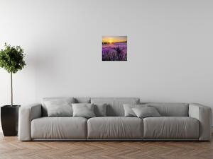 Gario Obraz na plátne Levanduľové pole Veľkosť: 30 x 40 cm