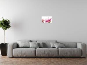 Obraz na plátne Ružové magnólie Rozmery: 100 x 70 cm