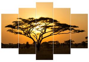 Gario Obraz na plátne Akácia v Serengeti Veľkosť: 150 x 70 cm