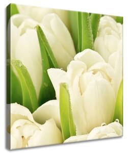 Obraz na plátne Jemné tulipány Rozmery: 100 x 40 cm
