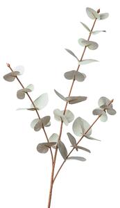DEKORAČNÁ VETVIČKA eukalyptus 68 cm XXXL - Kvety & kvetináče