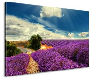 Obraz na plátne Čarovná levanduľová krajina Veľkosť: 120 x 80 cm