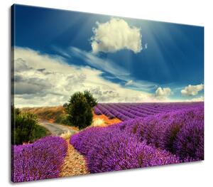 Gario Obraz na plátne Čarovná levanduľová krajina Veľkosť: 100 x 70 cm